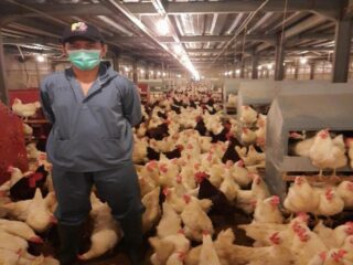 Ini Pentingnya Memahami Kaidah Beternak Ayam Pedaging yang Baik