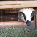 Idul Adha, Stok Kambing Kurban di Pandeglang Melimpah 
