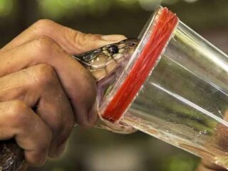 Pemkab Lebak Beli Anti Bisa Ular dari Thailand, Anggaran Rp 642 Juta 